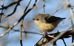 Image of African Penduline-Tit