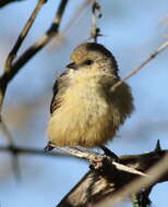 Image of African Penduline-Tit