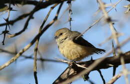 Image of African Penduline-Tit