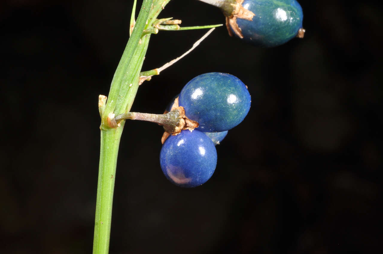 Image of Ophiopogon intermedius D. Don