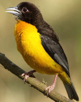 Image of Dark-backed Weaver