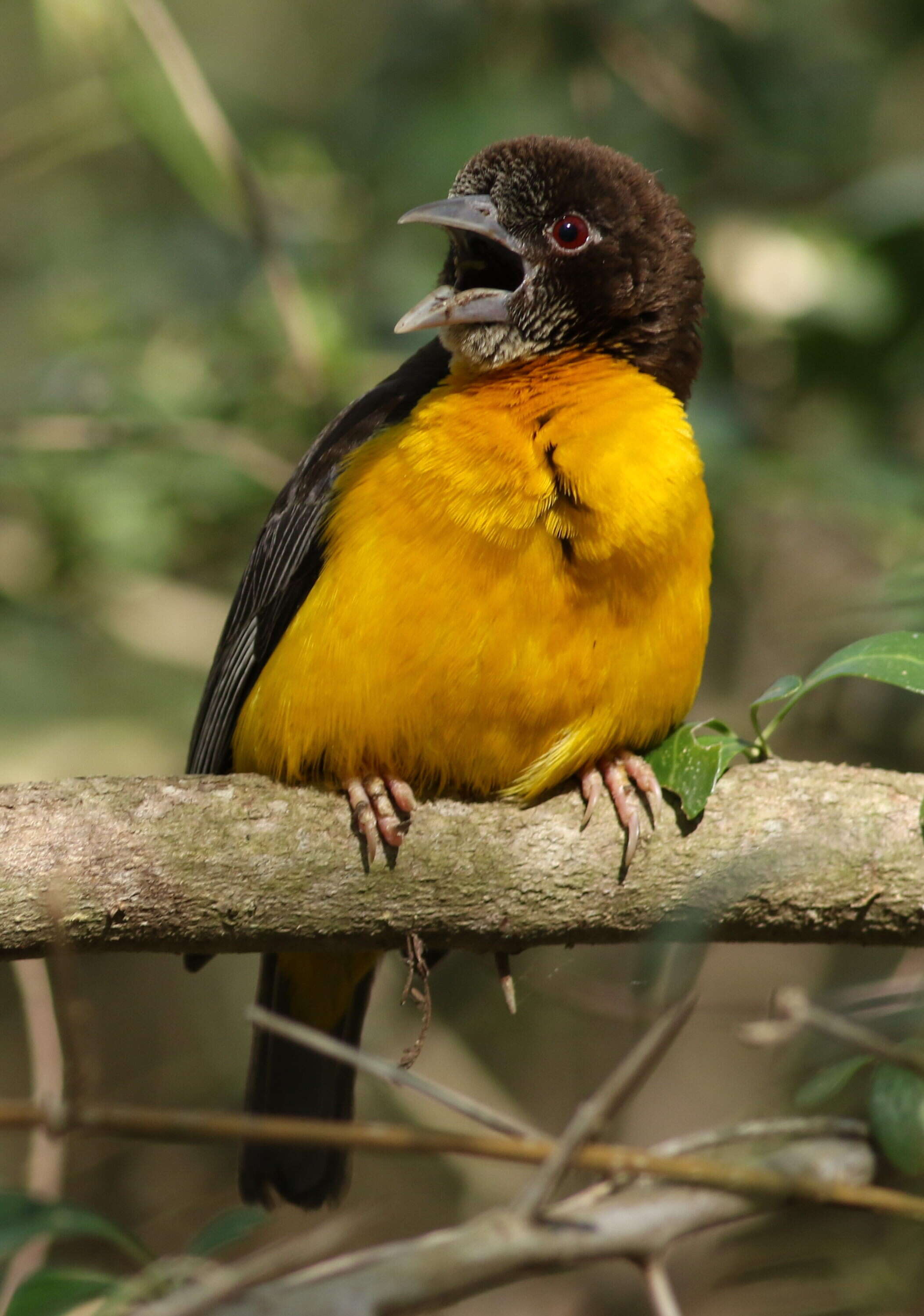 Image of Dark-backed Weaver