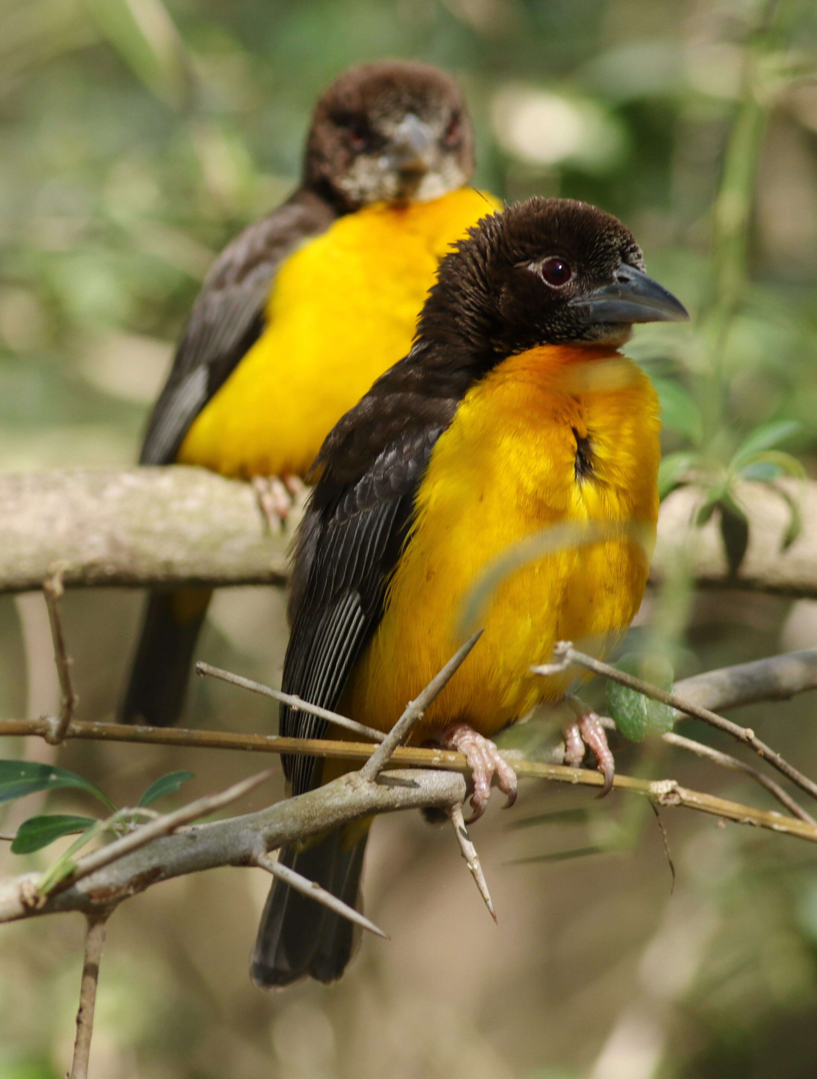 Image of Dark-backed Weaver