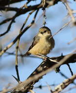 Image of African Penduline-Tit