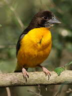 Image of Dark-backed Weaver