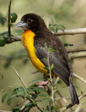 Image of Dark-backed Weaver