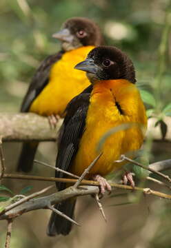 Image of Dark-backed Weaver