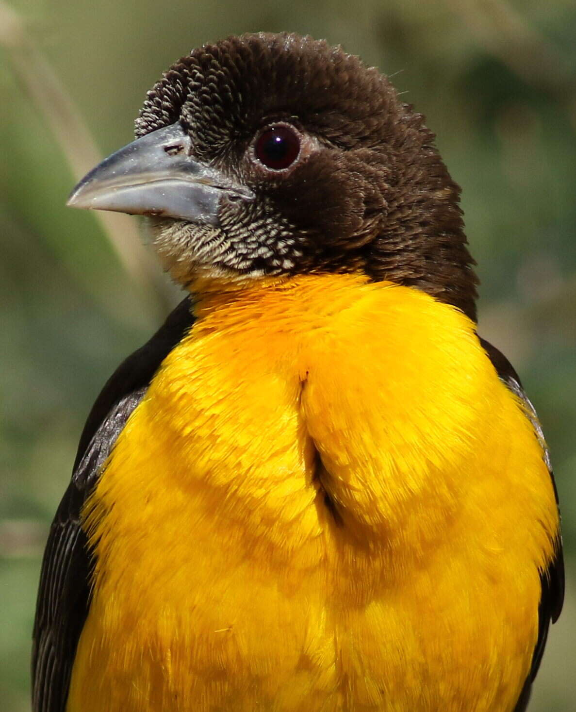 Image of Dark-backed Weaver