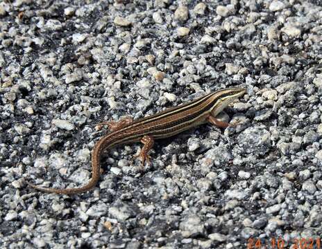 Imagem de Eutropis bibronii (Gray 1839)