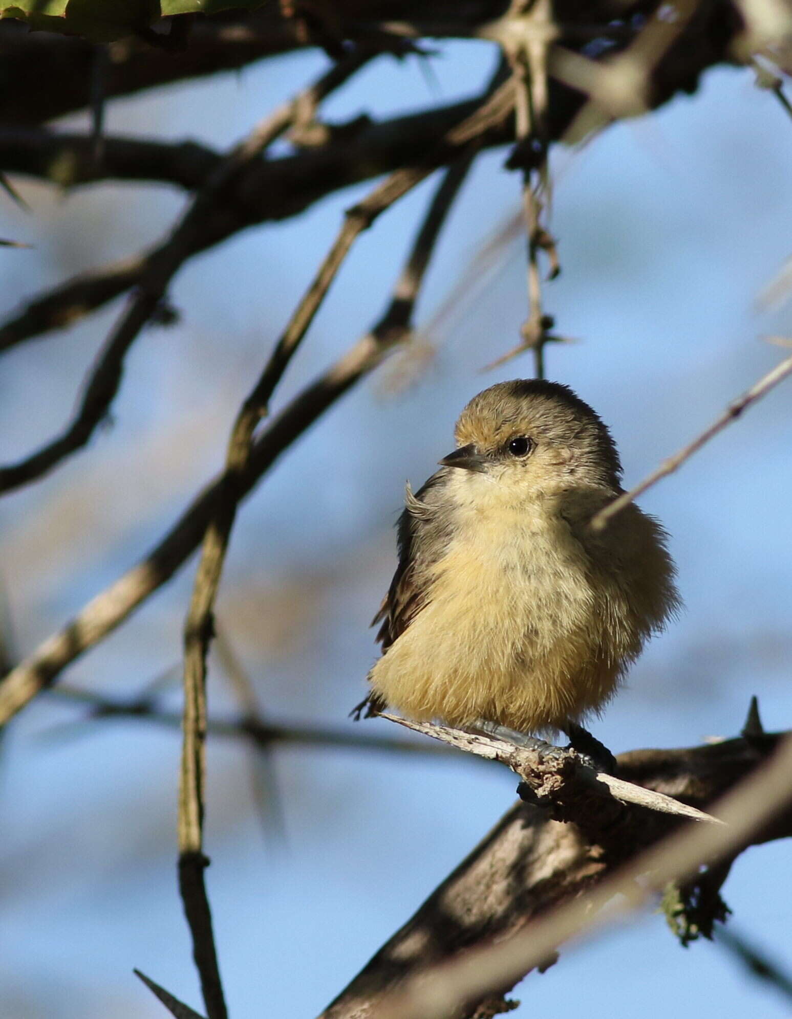 Image of African Penduline-Tit