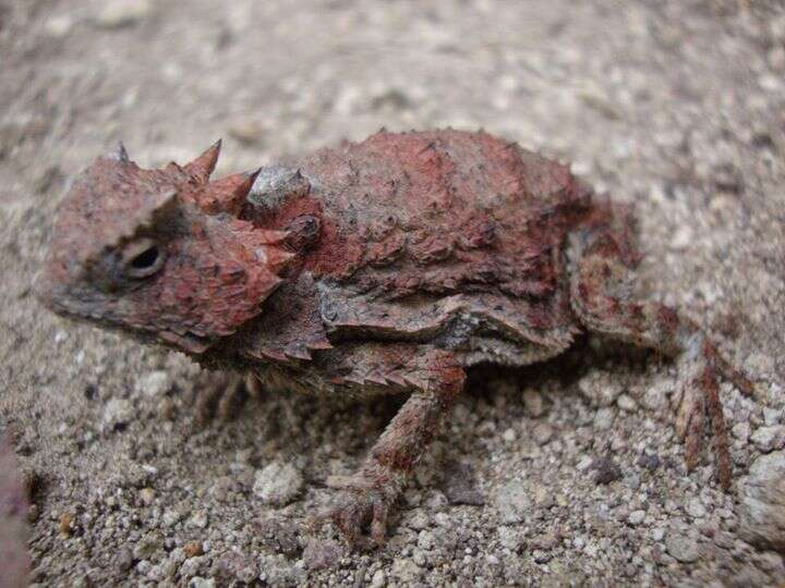 Image of Short-tailed horned lizard