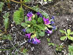 Primula cuneifolia subsp. saxifragifolia (Lehm.) W. W. Sm. & G. Forrest resmi