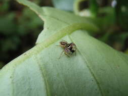 Image of Parnaenus cyanidens (C. L. Koch 1846)