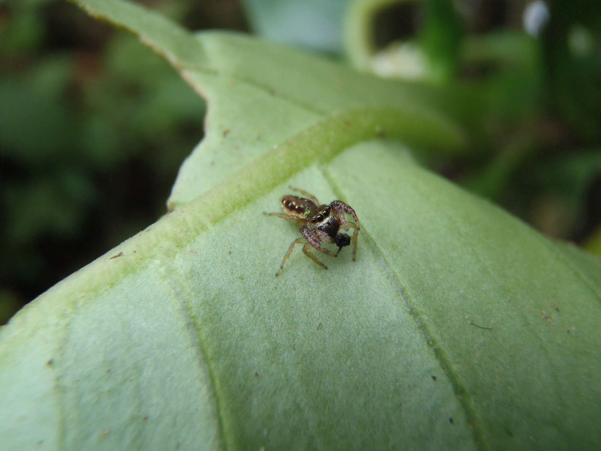 Image of Parnaenus cyanidens (C. L. Koch 1846)