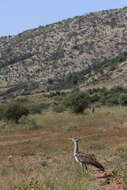 Image of Kori Bustard