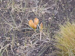 Imagem de Zephyranthes gilliesiana