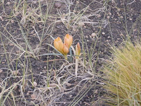 Image of Zephyranthes gilliesiana