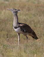 Image of Kori Bustard