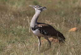 Image of Kori Bustard