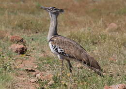 Image of Kori Bustard