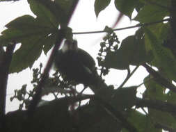 Image of Black Solitaire