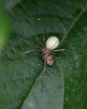 Image of Enoplognatha ovata (Clerck 1757)