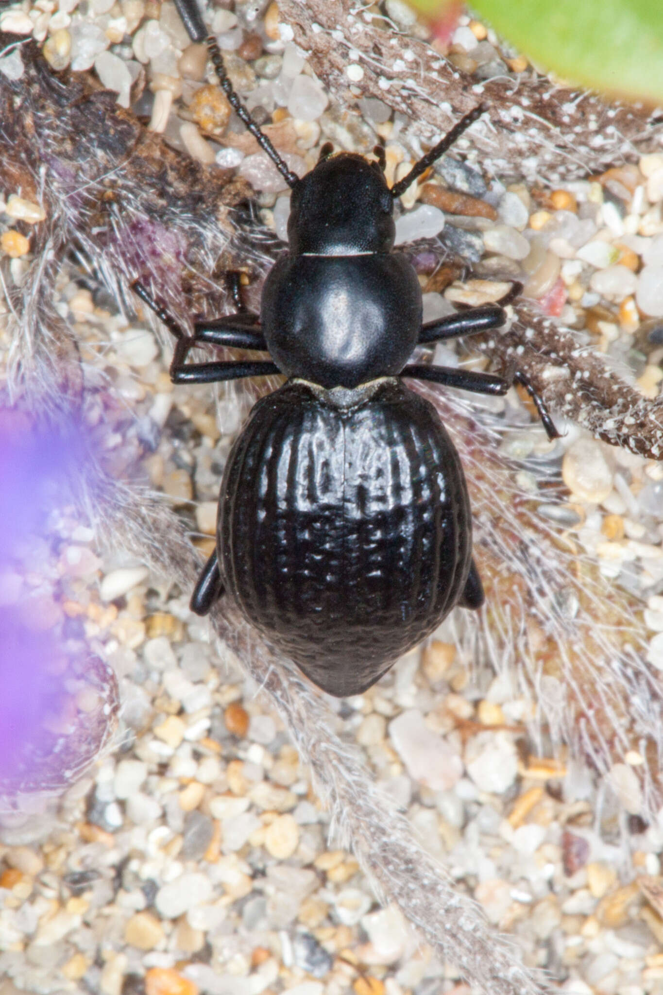 Image of Tentyria ligurica