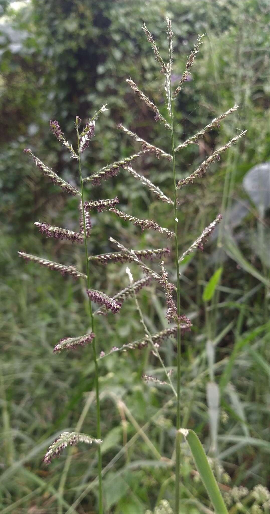 Image of Para Liverseed Grass