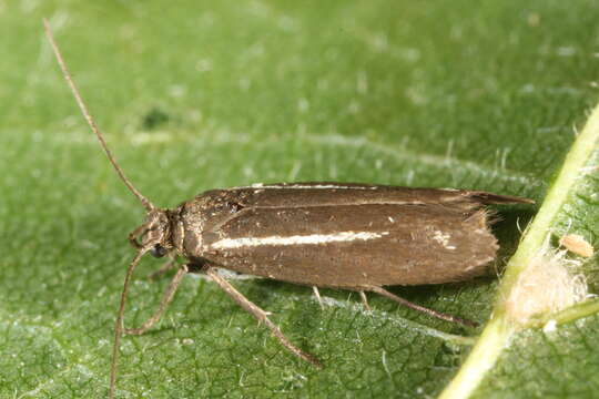 Слика од Scythris knochella Fabricius 1794