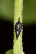 Image of Two-marked Treehopper