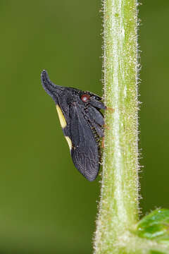 Image of Two-marked Treehopper