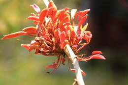 Image of Puccinia magellanica (Berk.) E. K. Cash 1972