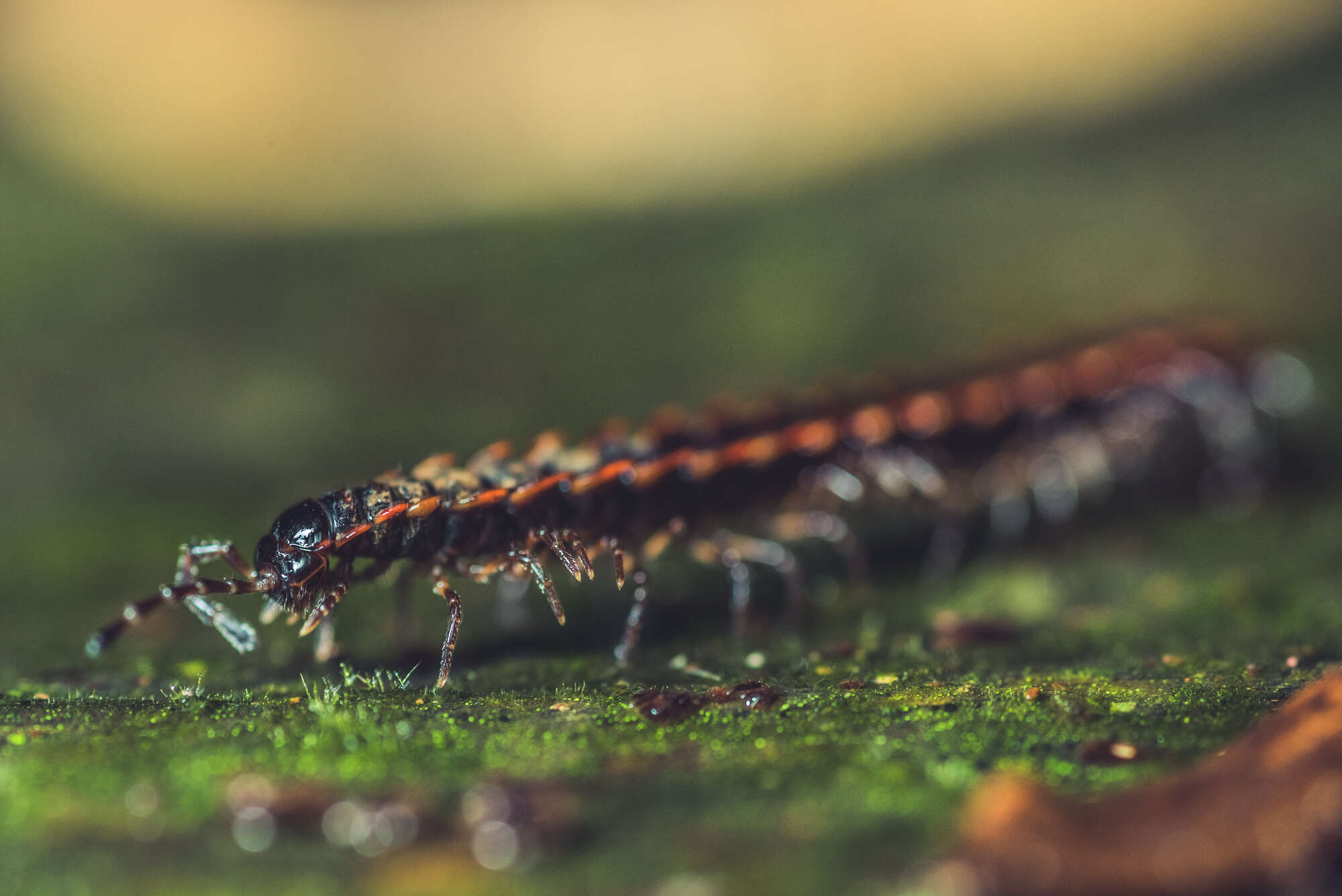 Image de Orthomorpha rotundicollis (Attems 1937)