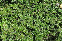 Image of bot. round-leaved cotoneaster