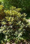 صورة Rhododendron adenogynum Diels