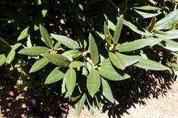 Plancia ëd Rhododendron adenogynum Diels