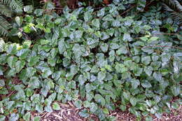 Image of Creeping Bramble