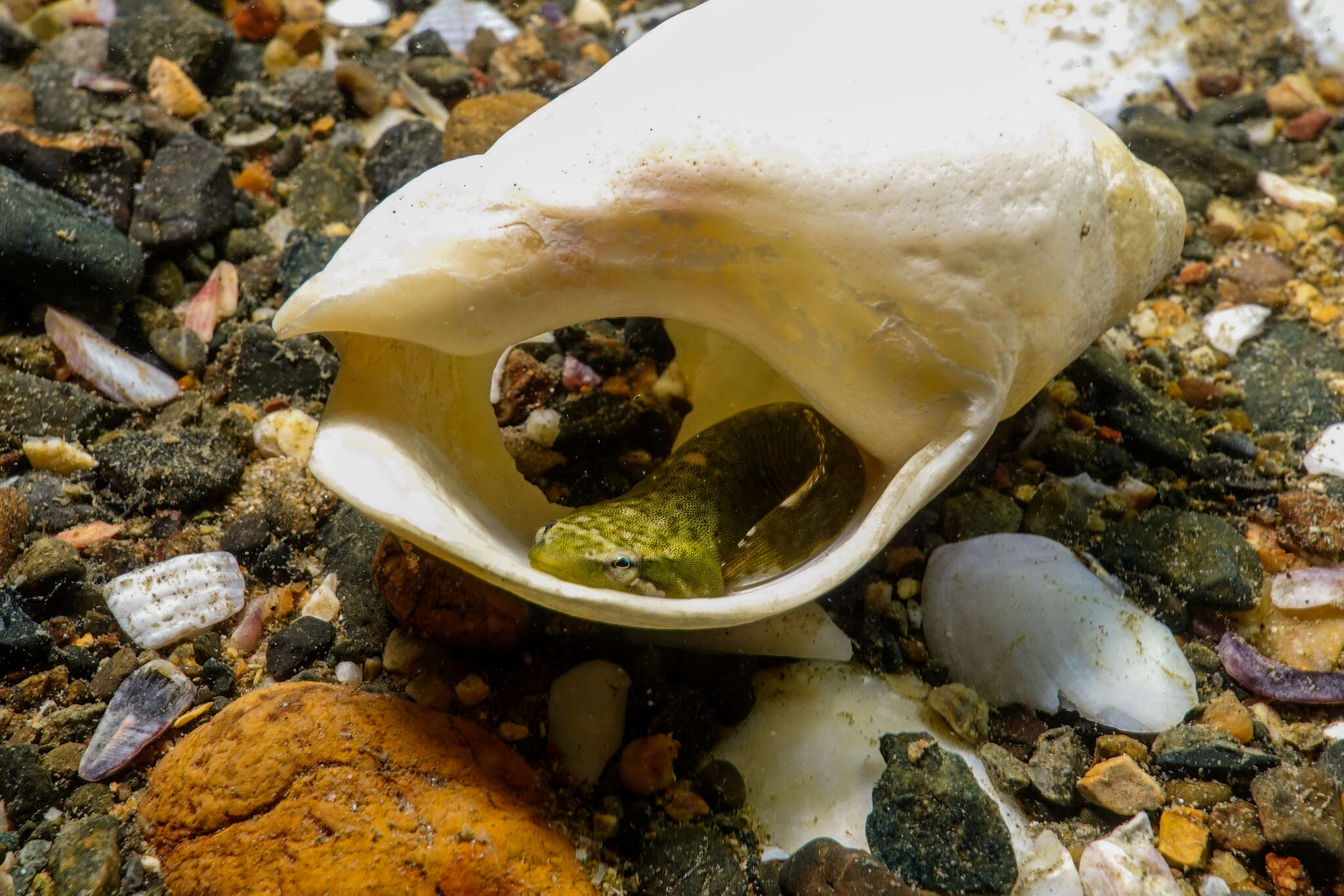 Image of Estuary Clingfish