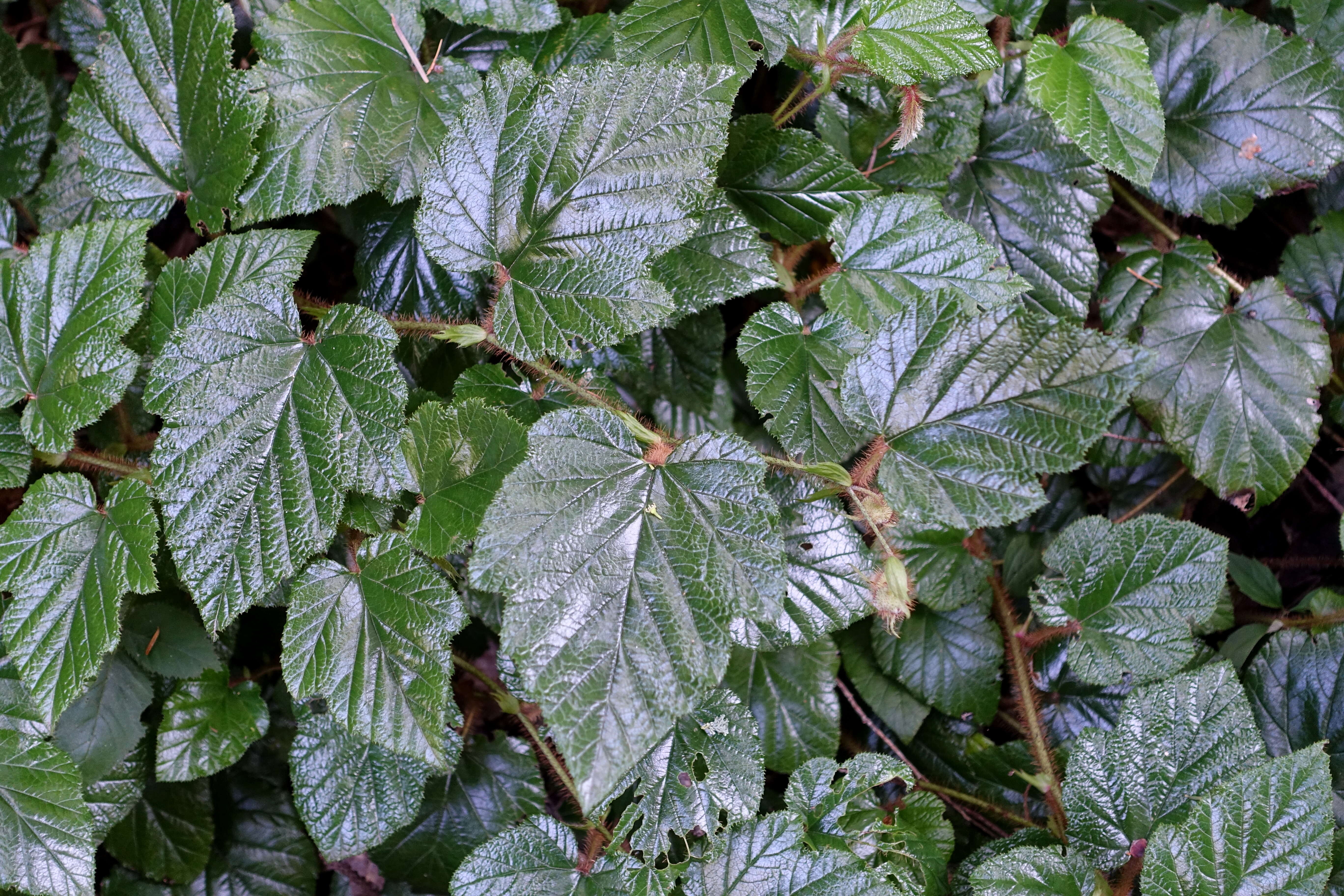 Image of Creeping Bramble