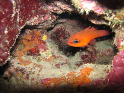 Image of Cardinal Fish