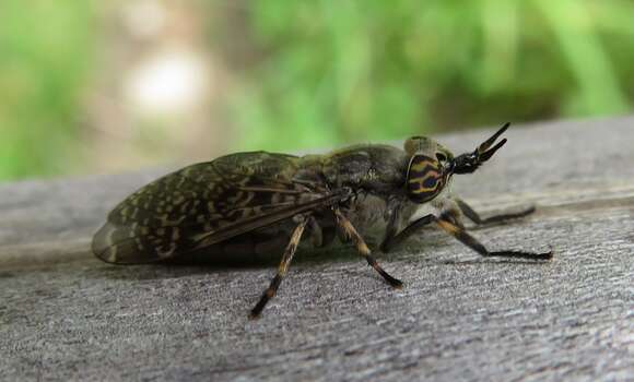 Image de Haematopota pluvialis (Linnaeus 1758)