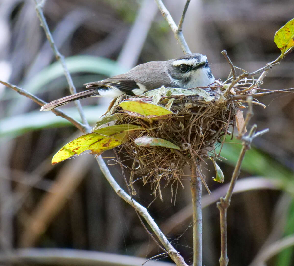 Image of White-browed Robin