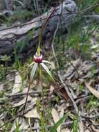 Image of Caladenia behrii Schltdl.