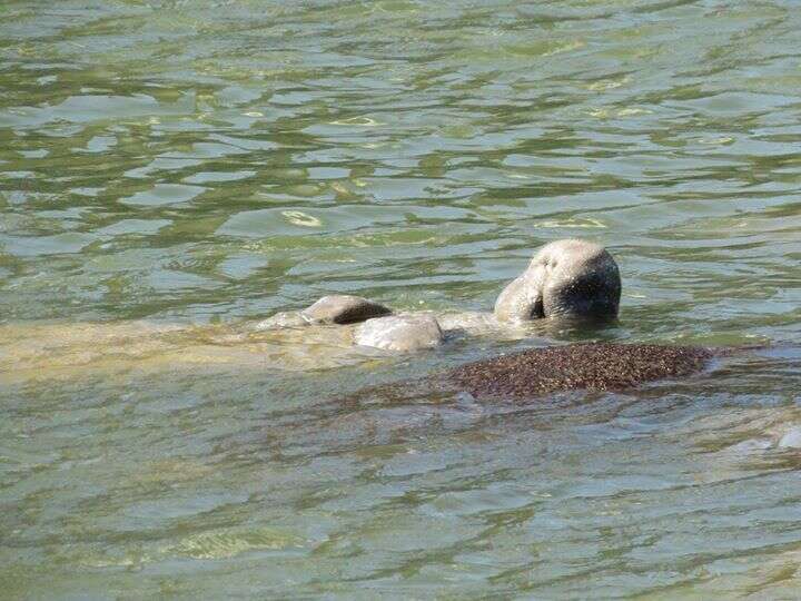 Image of Florida manatee