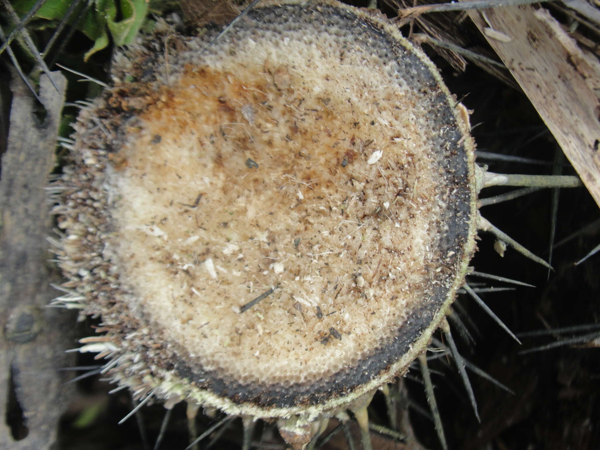 Image of Bactris ferruginea Burret