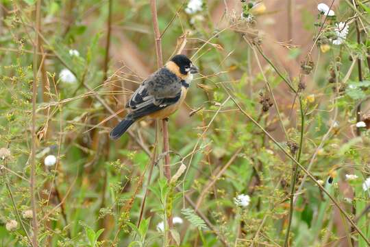 Image of Rusty-collared Seedeater