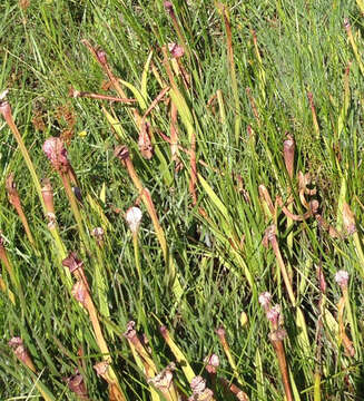 Image of crimson pitcherplant