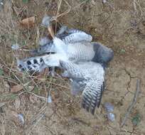 Image de Accipiter badius polyzonoides Smith & A 1838