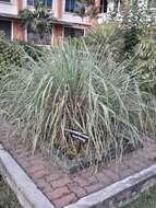 Image of citronella grass