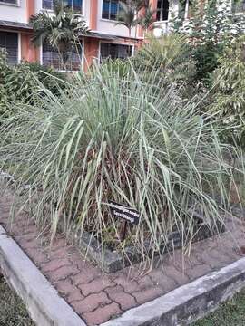 Image of citronella grass